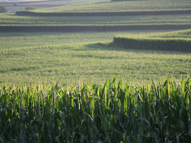 A new study at the University of Nebraska raises questions about the role corn genetics play in yield improvements. (DTN file photo by Elaine Shein)