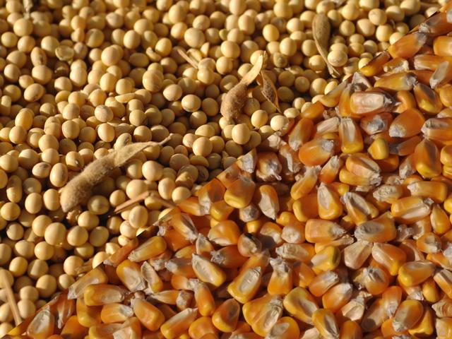 Spring crop insurance guarantees are calculated by averaging the daily close of the December corn and November soybean contracts throughout February. For 2021, those worked out to $4.58 per bushel of corn and $11.87 per bushel of soybeans. (DTN file photo)