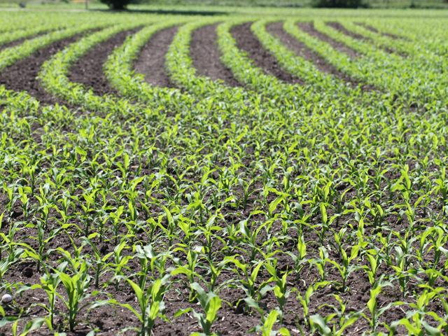 The December corn futures contract fell to $4.94 a bushel before rallying to $4.99, marking the first time the December contract has dipped below the $5 mark since the contract briefly fell below $5 in 2021. The November soybean contract also fell to $11.87 1/2, the lowest since harvest 2021.