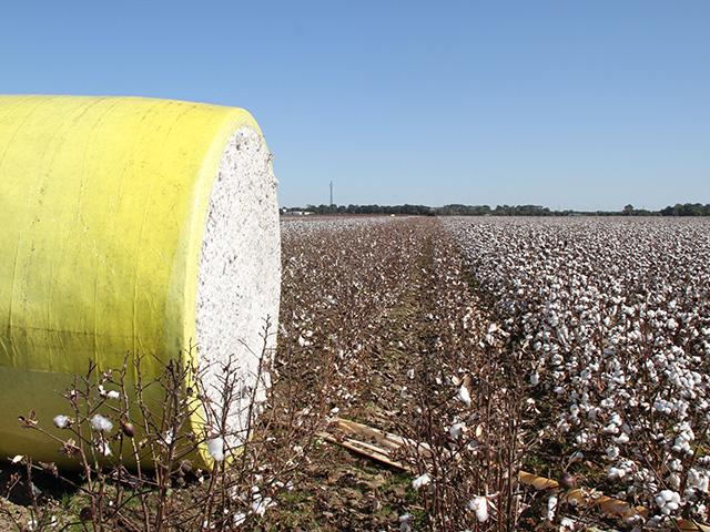 A survey shows cotton farmers are likely to scale back 2025 cotton planting. (DTN photo by Pamela Smith)