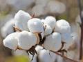 An annual early season planting survey examines the anticipated number of U.S. cotton acres in 2024. (DTN photo by Pamela Smith)