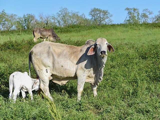 A spring release date was expected for Corteva&#039;s ProClova, a broadleaf herbicide that preserves white clover. (Progressive Farmer photo by Becky Mills)