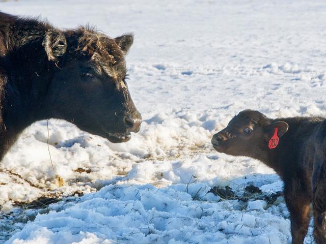 Cow-calf producers should watch calf health during temperature extremes. (DTN/Progressive Farmer photo by Jennifer Carrico)