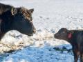 Cow-calf producers should watch calf health during temperature extremes. (DTN/Progressive Farmer photo by Jennifer Carrico)