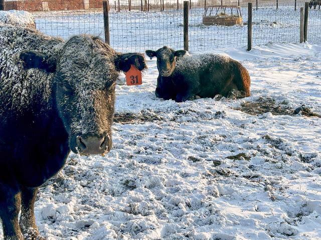 Winter and blizzard-like conditions along with other natural disasters can make life on the farm and ranch a challenge. (DTN/Progressive Farmer photo by Jennifer Carrico)