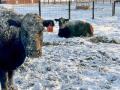 Winter and blizzard-like conditions along with other natural disasters can make life on the farm and ranch a challenge. (DTN/Progressive Farmer photo by Jennifer Carrico)