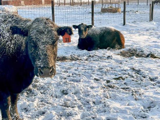 Winter and blizzard-like conditions along with other natural disasters can make life on the farm and ranch a challenge. (DTN/Progressive Farmer photo by Jennifer Carrico)