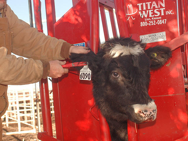 While most livestock producers have worked with animals for many years, it&#039;s important to remember safety around livestock. (DTN photo by Jim Patrico)