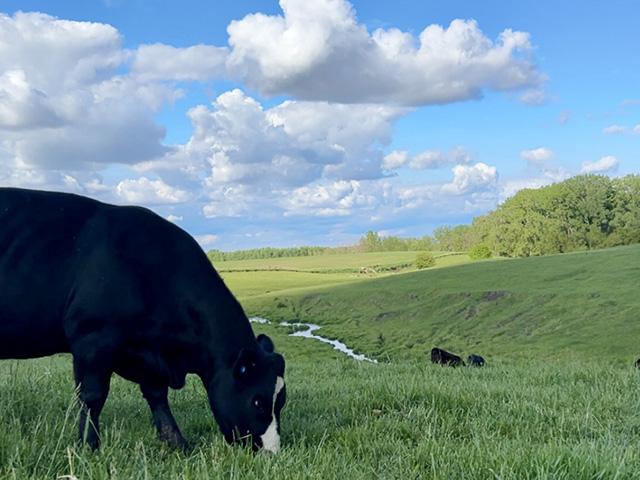 Cow-calf producers have been slow to adopt rotational grazing but there are simple strategies to make it work. (DTN photo by Jennifer Carrico)