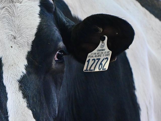 The nationwide ruling which takes effect Nov. 5, requires official EID tags to be in certain classes of cattle and bison for interstate movement. (DTN/Progressive Farmer photo by Jennifer Carrico)