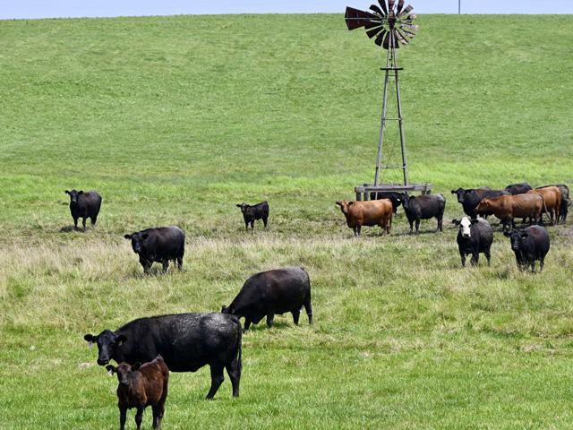 Vaccinating for BVD can help prevent problems within a cow herd. (DTN/Progressive Farmer photo by Jennifer Carrico)