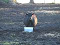 It&#039;s important to set up a mineral program to ensure your cows are getting all they need to stay healthy. (DTN photo by Jennifer Carrico)