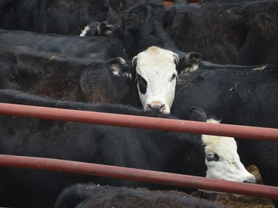 Cattle producers should look for phenotypic, genetic and reproductive heifers to keep in their herds. (DTN/Progressive Farmer photo by Jennifer Carrico)