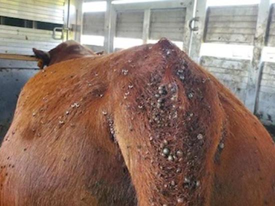A tick infestation is an indication a beef animal should be tested for disease. (Photo by Dan Goehl)
