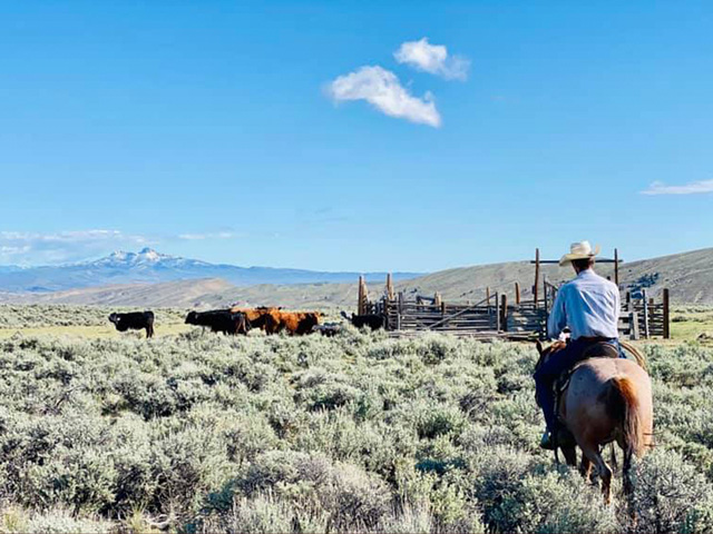 Monitoring cash cattle prices in the weeks to come will be vital. (DTN photo by ShayLe Stewart)