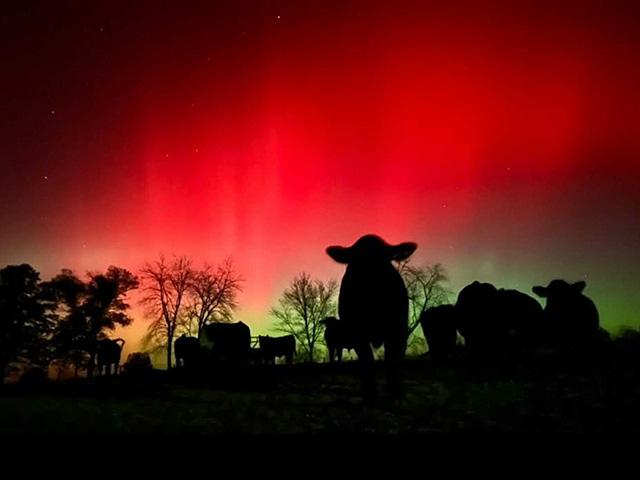This week&#039;s severe solar storms have provided amazing views of the northern lights, such as this one in Illinois, and as far south as Texas on Tuesday night. However, it also included potential to affect satellite and radio navigation systems. (Photo courtesy of Amber Peak Range in Illinois)