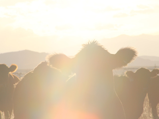Where prices have rallied (pushed by feedlots) and where volumes have been significant (sought out from packers), the market possessed all the necessary components to achieve price discovery within the sector. (DTN photo by ShayLe Stewart)