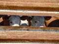 The World Organization of Animal Health released The State of the World's Animal Health report to show the status of animal health around the world. (DTN/Progressive Farmer photo by Jennifer Carrico)