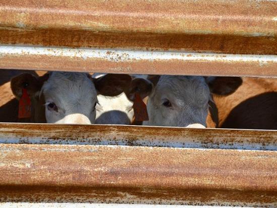 The World Organization of Animal Health released The State of the World&#039;s Animal Health report to show the status of animal health around the world. (DTN/Progressive Farmer photo by Jennifer Carrico)