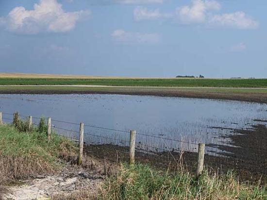 Heavy August rains in central Iowa left large drowned-out areas in fields, including this one near Ankeny, resulting in significant yield losses. (DTN photo by Matthew Wilde)