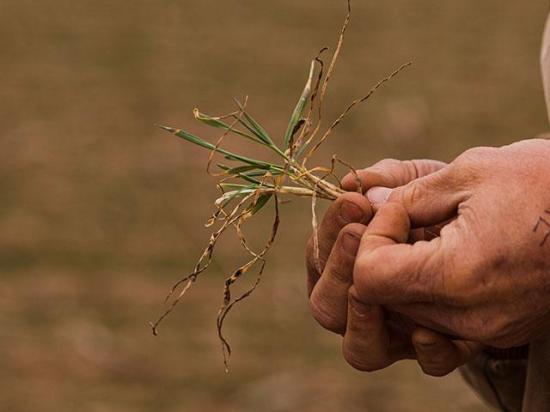 Brett Oelke, a farmer from Hoxie, Kansas, assesses the roots and tillers on a winter wheat plant stressed by drought. (Photo courtesy of Kansas Wheat)