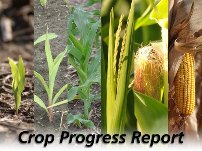Corn Condition Unchanged From Last Week