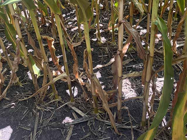 Corn plants affected by crown rot in east-central Iowa show stalk deterioration that can leave fields more vulnerable to lodging. (Photo courtesy of Iowa State University Extension) 