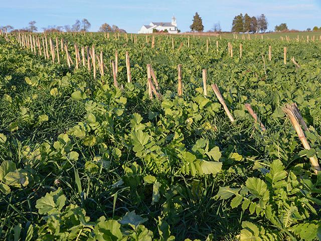 A new national survey is asking U.S. farmers about their use of cover crops. (Photo courtesy of the Conservation Technology Information Center)