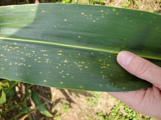 Curvularia leaf spot is characterized by small, tan-colored lesions with brown margins that may be surrounded by a yellowish halo. (Photo courtesy of the University of Tennessee)