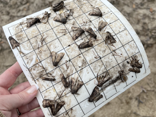 Black cutworm moths are an early indicator that the pest larvae could follow. Stephanie Porter, Illinois Soybean Association agronomist, found these in central Illinois this week. (Photo Courtesy of Stephanie Porter)