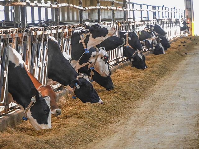 The USDA set a Federal Order to begin a National Milk Testing Strategy to detect avian influenza H5N1 in dairy herds across the country. (DTN/Progressive Farmer Photo By: Jennifer Carrico)