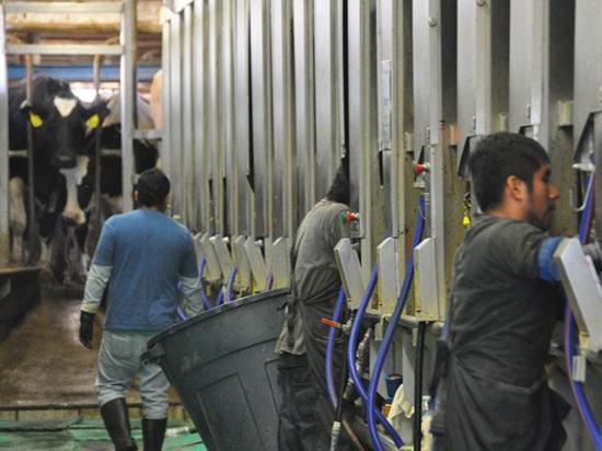 Workers on a dairy farm in New York. As more farms face scrutiny about the legal status of their workers, it&#039;s more important than ever to review I-9 records and ensure employees have legal status. (DTN file photo by Chris Clayton) 