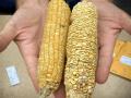 These dried corn ears may look odd, but miracles such as the gene that makes roasting ears super sweet can lie within. The lab that delivered this tasty treat and many other innovations is now in jeopardy from budget cuts. (Photo by Lauren Quinn, University of Illinois)