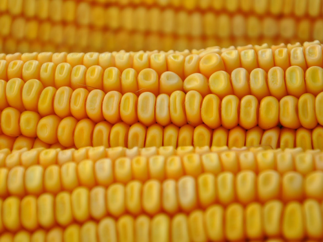With corn harvest approaching, DTN revisited the results of its 2021 Digital Yield Tour to find little change in national yield estimates. (DTN file photo by Katie Dehlinger)