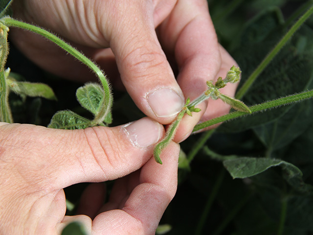 Soybean farmers who experience soybean yield losses from dicamba injury can now file claims if they can prove the loss. (DTN photo by Pamela Smith)