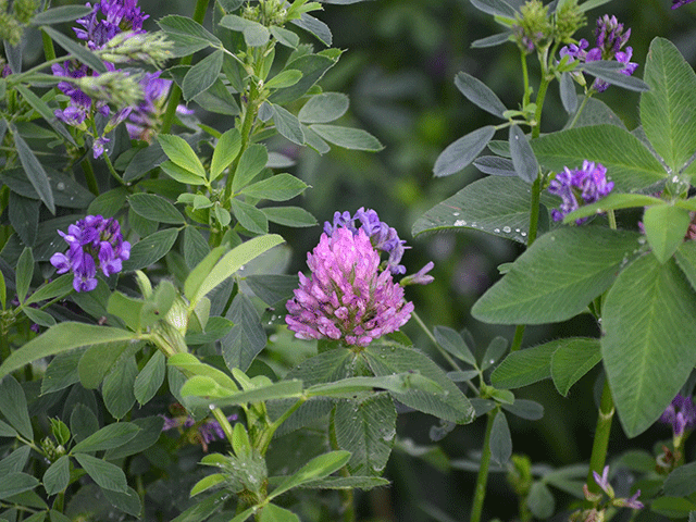 Several alfalfa insect pests and diseases can affect the crop, which limits overall yields and lowers forage quality. (DTN/PF photo by Dan Miller) 