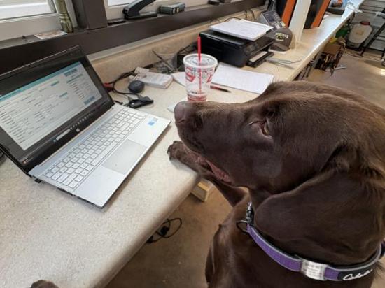 Watching grain trucks roll in to dump is all part of Sadie Sanderson&#039;s job as a farm dog on Henderson Farms, near Madison, Alabama. (Photo by Stuart Sanderson)