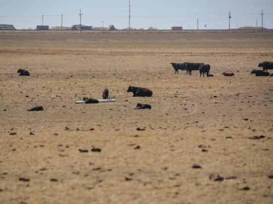 Cattle on bare pasture ground in western Texas in 2022. USDA is sending out final payments for livestock producers who suffered from drought and wildfires in 2021-2022 as well as crop losses from 2020-2021. The total disaster aid payments amount to $1.75 billion. (DTN file photo) 