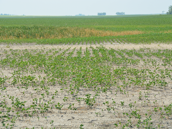 A soybean field lost to drought last summer in North Dakota. USDA on Monday announced its disaster aid program for 2020 and 2021 crop losses with roughly $6 billion in initial payments expected. The Emergency Relief Program (ERP) will use crop insurance and Noninsured Crop Disaster Assistance Program data to help calculate producer losses and payments. (DTN file photo by Chris Clayton)