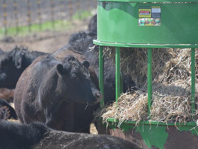 Cattle producers looking for feed sources this winter have a new tool in Feedstuff Finder. (DTN Progressive Farmer file photo by Matthew Wilde)