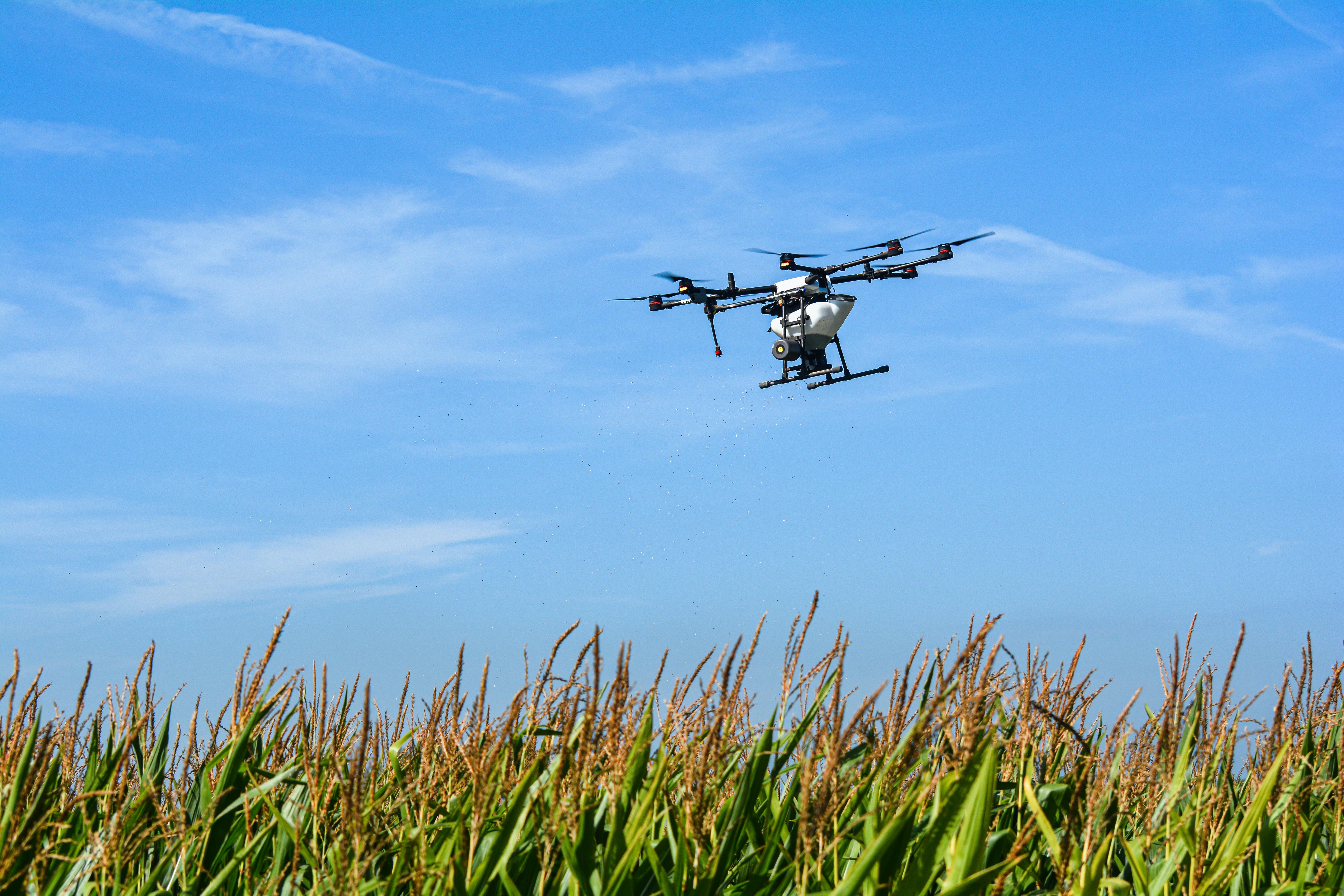 A drone aerial seeds cover crops in standing corn in central Iowa when the weather is favorable to promote germination and plant growth. (DTN file photo by Matthew Wilde)
