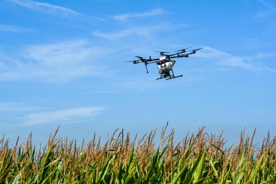 A drone aerial seeds cover crops in standing corn in central Iowa when the weather is favorable to promote germination and plant growth. (DTN file photo by Matthew Wilde)