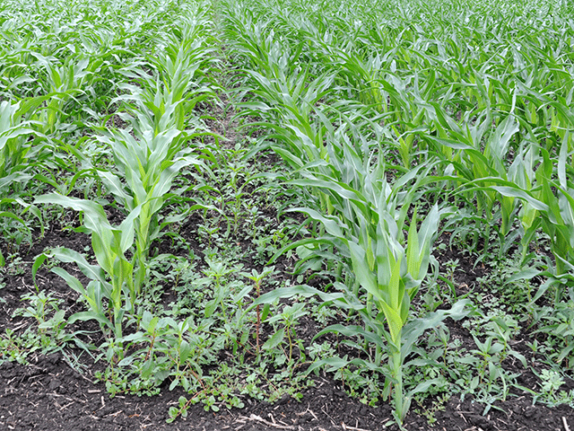 These weeds have already robbed these corn plants of valuable light, nutrients and water and limited their yield, scientists warned at a Commodity Classic session on the impact of pests on crop production. (DTN photo by Pamela Smith)