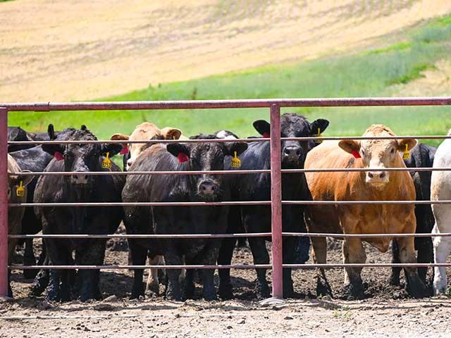 DTN will host the Beef Industry Exchange webinar on June 24, 2026, at 9 a.m. (DTN/Progressive Farmer photo by Jennifer Carrico)