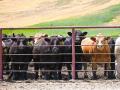DTN will host the Beef Industry Exchange webinar on June 24, 2026, at 9 a.m. (DTN/Progressive Farmer photo by Jennifer Carrico)