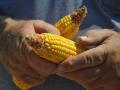 The Mexican government on Thursday took steps toward ending its ban on imports of genetically modified corn from the U.S. (DTN file photo by Katie Dehlinger)