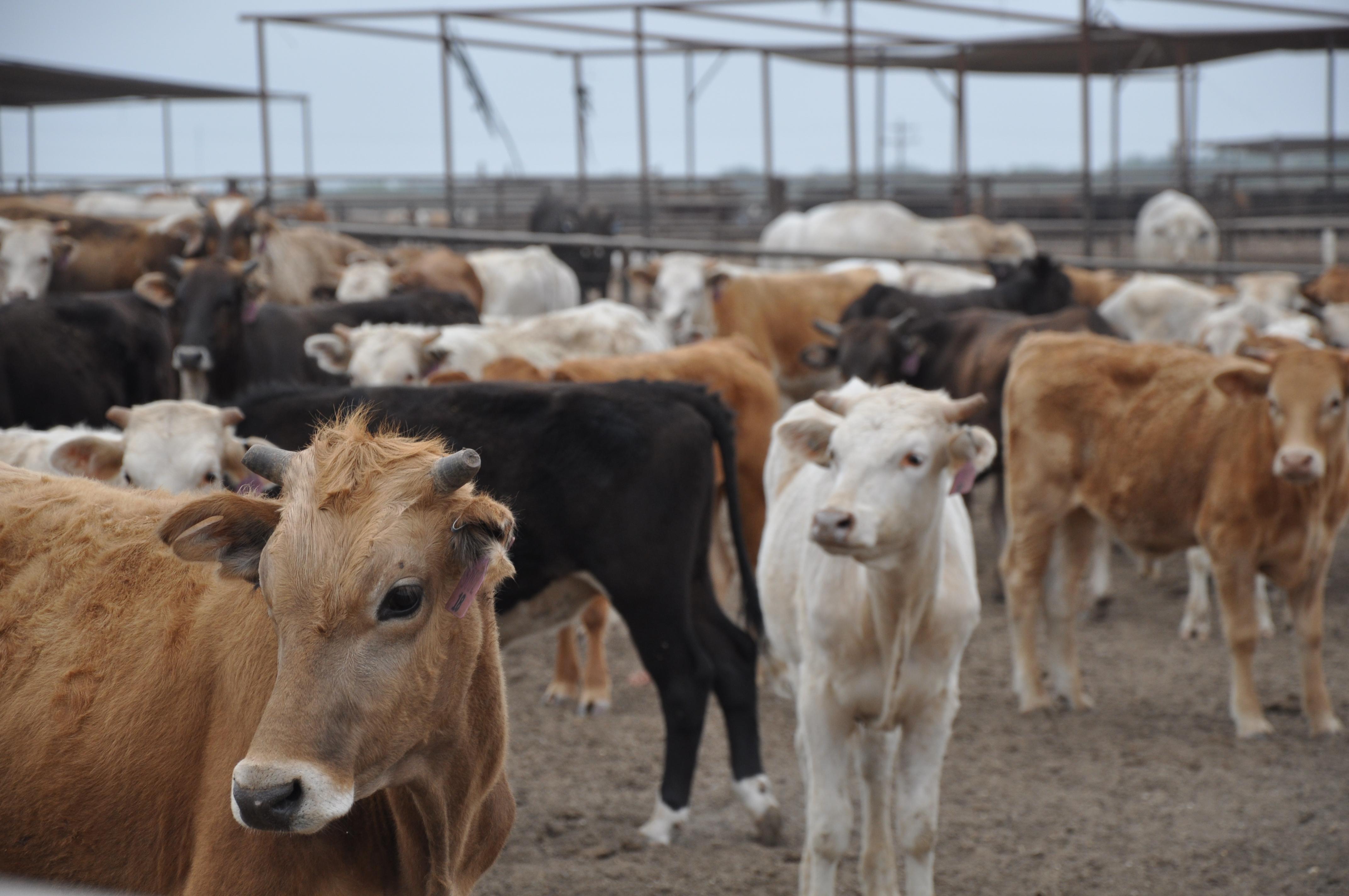 The U.S. will continue to allow imports of Mexican cattle after following a protocol agreed upon by Mexican and U.S. animal health officials despite a second case of New World screwworm being found. (DTN/Progressive Farmer file photo)