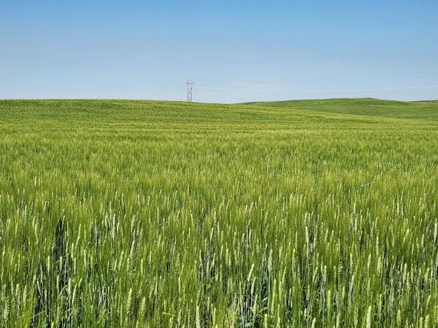 A new-crop durum field in McClusky, North Dakota, where the farmer says conditions in central North Dakota are really looking good. (Photo courtesy of Kim Saueressig)