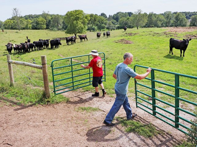 Robert Matthys (left) and Rick Matthys move cattle often as part of a grazing plan that boosted the farm&#039;s stocking rates. (PF photo by Dave Tonge)