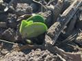Newly emerged soybeans faced frosty and even freezing conditions in some regions this week. Farmers will need to assess those stands and make replant decisions in the coming days. (DTN photo by Pamela Smith)